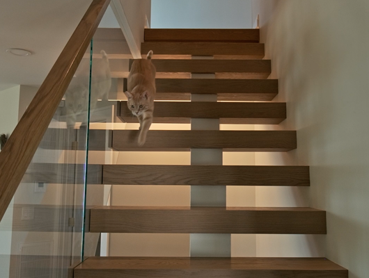 cat walking down stairs in a custom home in Port Jefferson, NY